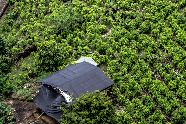 DEA alerta sobre aumento en cultivo de coca en Colombia