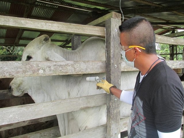 A pesar de la vacunación contra la fiebre aftosa de los bovinos en todo Colombia (foto), este sábado se reportó un brote en un hato en el municipio de Tame (Arauca). FOTO COLPRENSA 