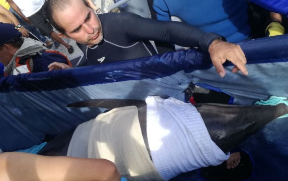 Rescatan a delfín extraviado en el parque Tayrona