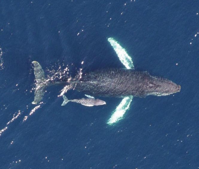 Una jorobada con su ballenato, que sufren ataques de las orcas. En el caso cuando la jorobada ataca las orcas que cazan algún animal, facilita que este escape. FOTO cortesía NOAA.