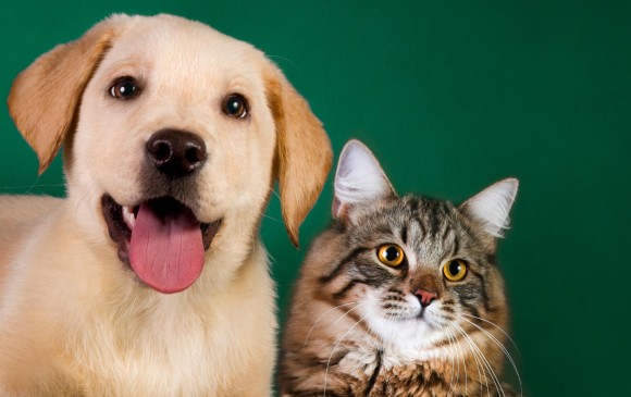 Tener una mascota puede revolucionar la vida de una persona, para bien o para mal. Escoger adecuadamente y prepararse con antelación le dará gratas sorpresas. Foto: Shutterstock.