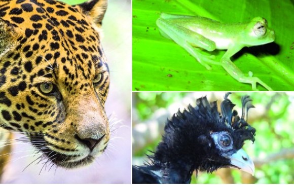 Jaguar, rana de cristal y paujil de pico azul son algunas de las especies fantásticas de Antioquia