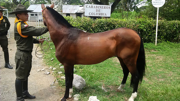 Asprilla perdió el caballo en las pasadas fiestas de Buga. FOTO COLPRENSA