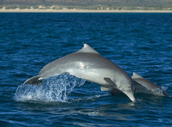 Delfín australiano Sousa sahulensis, adicionado este año. Foto WORMS/Robert Pitman