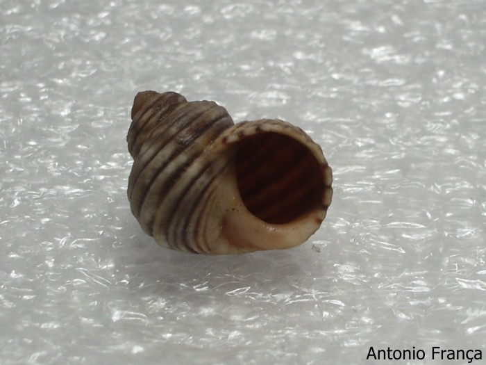 El caracol Littorina saxatilis, el que más duplicaciones tenía en el registro. Foto WORMS/Antonio Franca