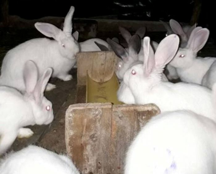 Madre encerró a su hijo en una jaula de conejos porque perdió el año