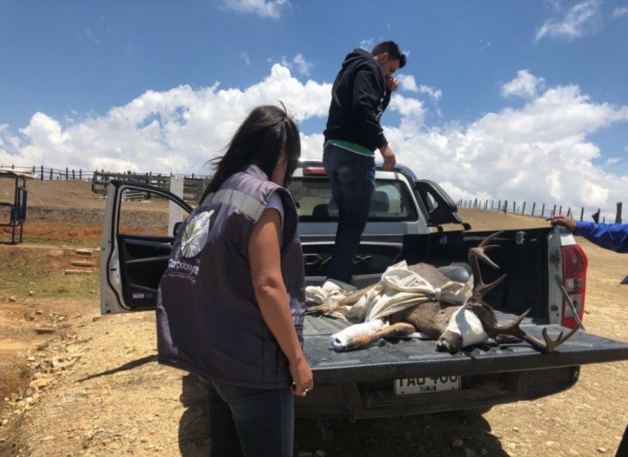 Según el alcalde de Monguí, los cazadores comercializarían la carne de estos ejemplares en diferentes municipios del departamento. FOTO TWITTER