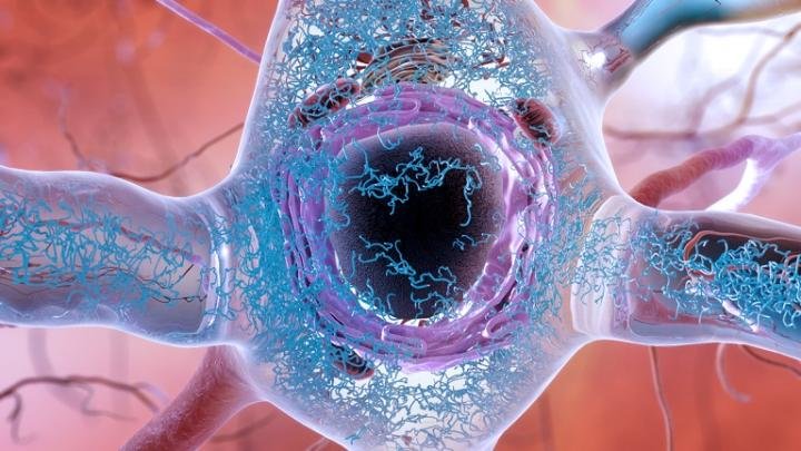 Las acumulaciones anormales de una proteína llamada tau pueden acumularse dentro de las neuronas, formando hilos enredados y, finalmente, dañando la conexión sináptica entre las neuronas. Foto: Instituto Nacional del Envejecimiento, Institutos Nacionales de Salud, Departamento de Salud y Servicios Humanos de los Estados Unidos.