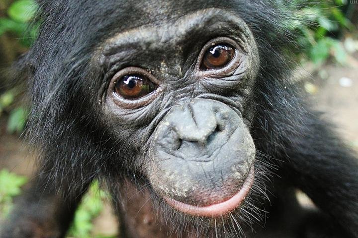 Los bonobos son amables con los extraños. Foto cortesía Santuario Lola ya Bonobo 