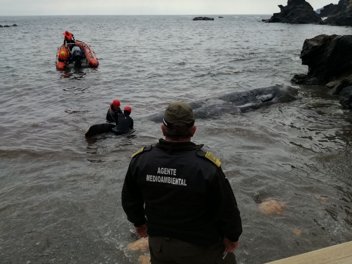 Rescate del cachalote muerto por ingestión de plástico. Foto Comunidad de la Región de Murcia