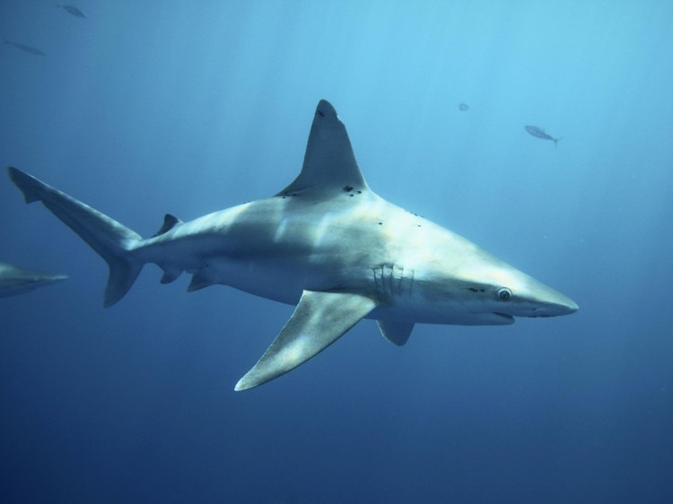 Tiburón trozo. FOTO REUTERS