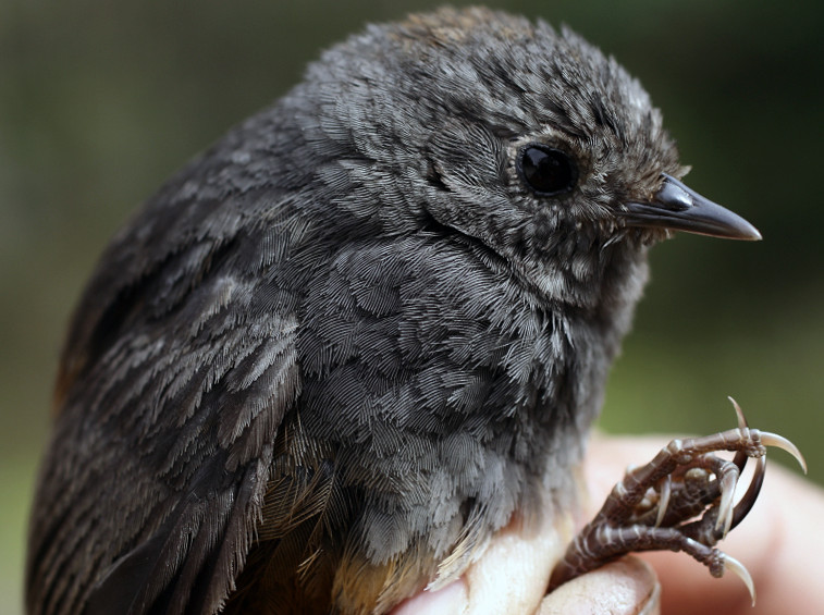 Encuentran otra especie de ave en Colombia
