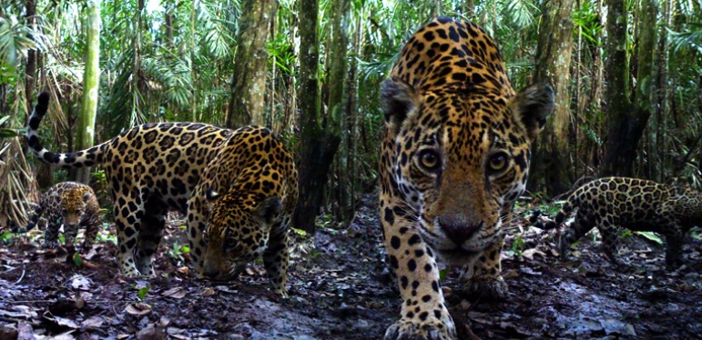 El jaguar es el felino más grande de América y el tercer felino más grande después del tigre y el león. FOTO MINMABIENTE/PHANTER