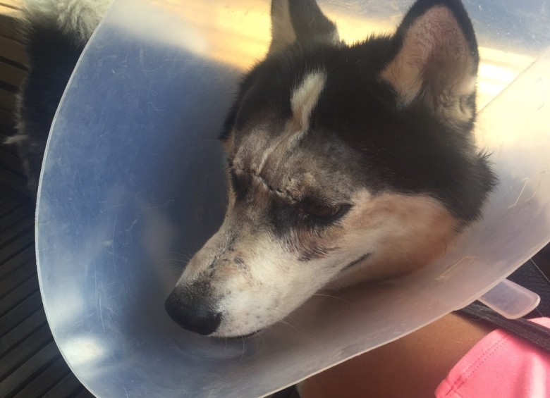 El dueño y quienes encontraron al perro pasan a la clínica a visitarlo todos los días. Matías muestra signos de recuperación. FOTO Cortesía Marcela Ramírez