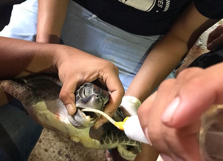 Un gran tortuga verde nueva víctima del plástico en Tailandia