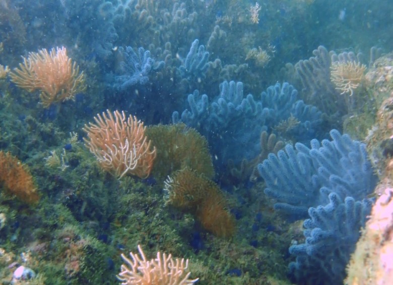 Corales hallados en la zona costera del Bajio Baudó. Foto cortesía PLAN-MarViva