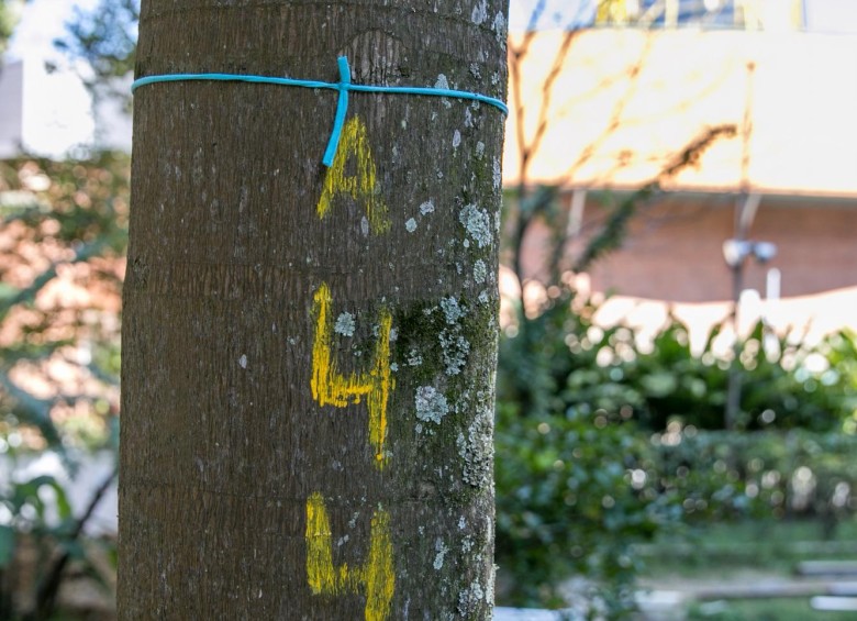 Árbol señalado con cinta azul, lo cual representa que será trasladado. FOTO: Cortesía Parque Comercial El Tesoro