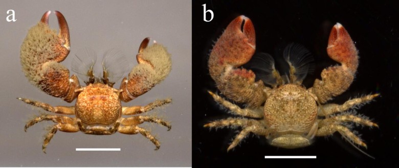 Nuevas especies halladas en Colombia. Izquierda, macho de P. tuerkayii de Santa Marta; derecha, P. serratus en golfo de Morrosquillo. 
