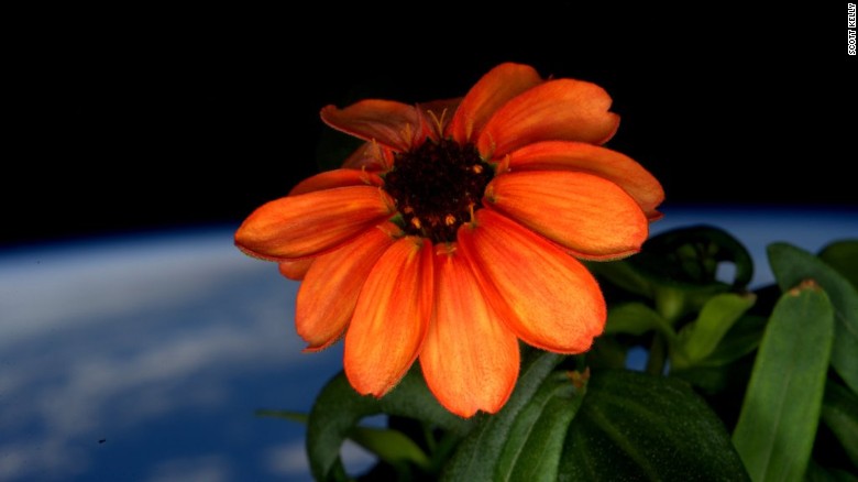 Una de las florez zinnia cultivadas en el espacio toma el sol. FOTOS Cortesía Nasa / Scott Kelly
