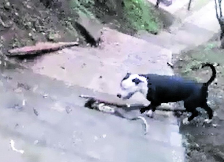 Un perro de raza pitbull es enviado a matar la zarigüeya que cayó del árbol después de que los hombres del video la tumbaran lanzándole palos. 