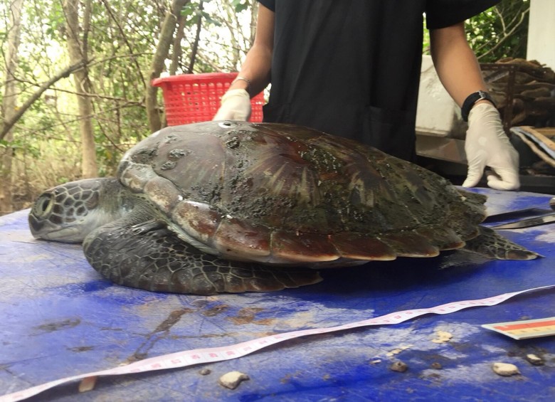 Un gran tortuga verde nueva víctima del plástico en Tailandia
