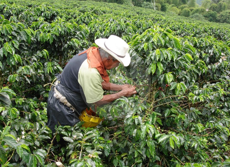 En cuanto a exportaciones de café estas crecieron 3 % en igual lapso del año inmediatamente anterior. FOTO Donaldo Zuluaga