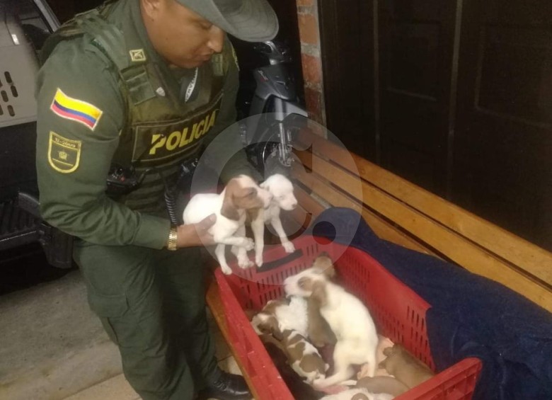 Los perros estaban en condiciones deplorables, pero fueron rescatados. FOTO CORTESÍA 