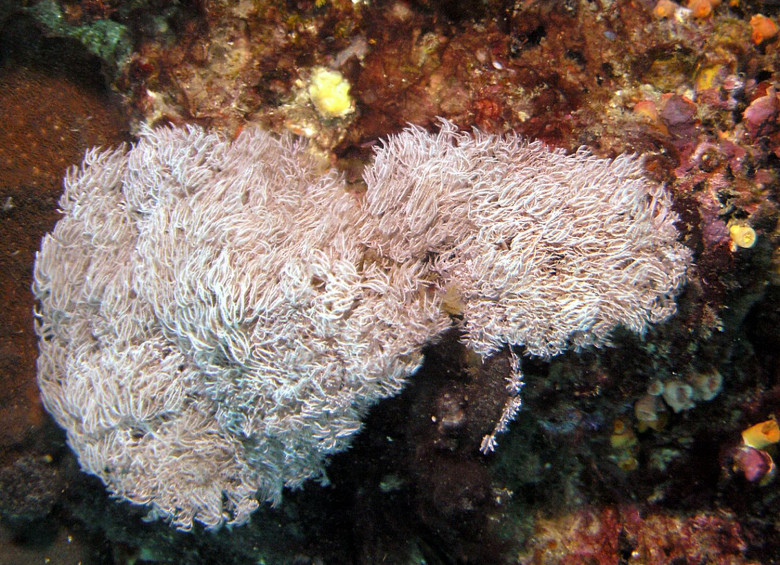 Colonia de Ovabunda andamanensis descrita a mediados de 2014. Fue hallada en el mar de Andamán, en Tailandia. FOTO WoRMS/Catherine McFadden