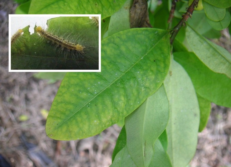 La mariposa ‘come coca’ existe una real posibilidad de erradicar los cultivos ilícitos sin afectar la salud de los colombianos. FOTO COLPRENSA