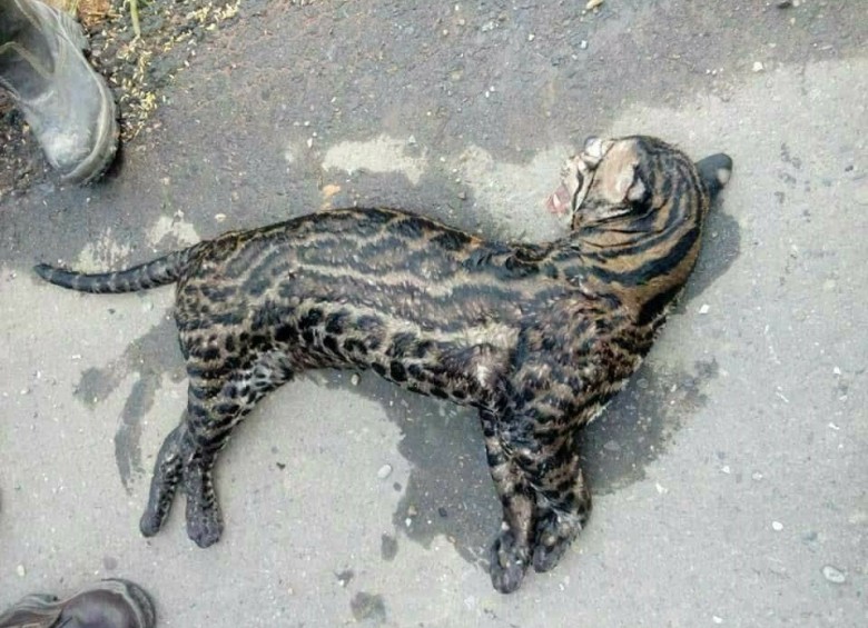 La imagen del tigrillo muerto que le está dando la vuelta a Colombia, víctima de la contaminación generada por la emanación del crudo, fue desmetida por expertos.