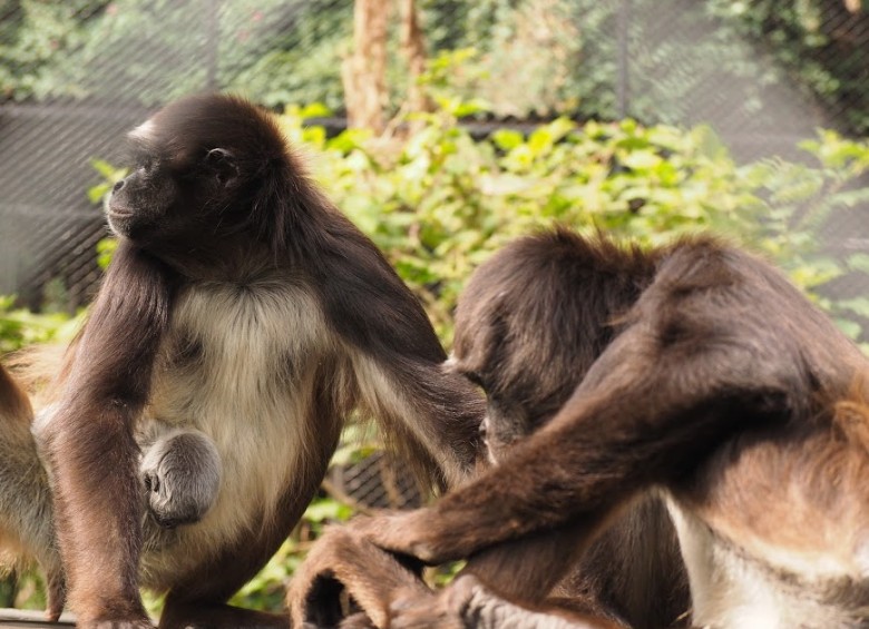 En el zoológico de Medellín nació cría de mono en peligro de extinción