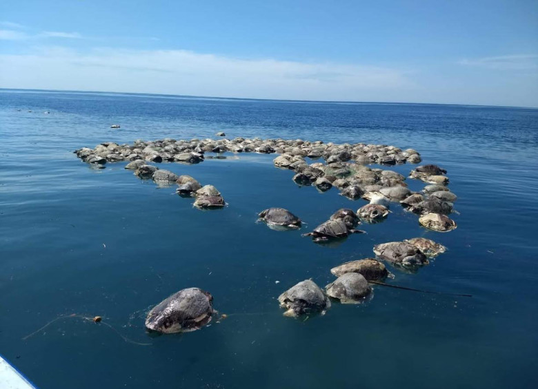 Tortugas sin vida flotan sobre las aguas del mar en Puerto Escondido, Oaxaca (México). Foto: Agencia Efe