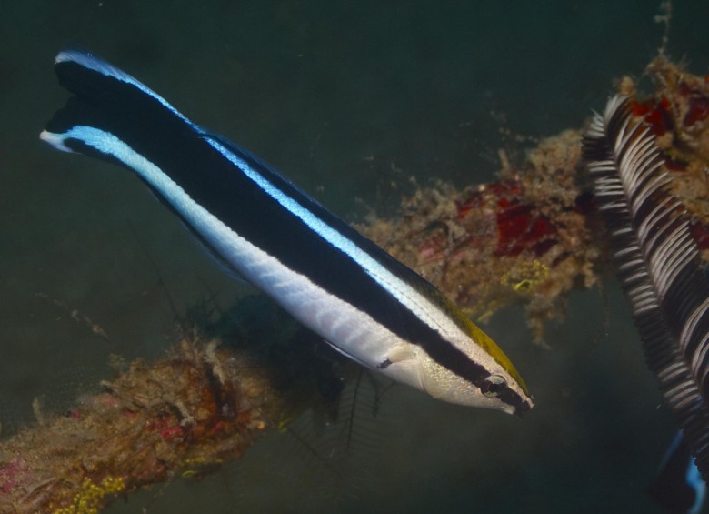 Este animal, conocido como el limpiador, habría pasado la prueba del espejo. Su vida transcurre en los arrecifes. Más estudios deberán comprobar el hallazgo de esta investigación. FOTO Elias Levy