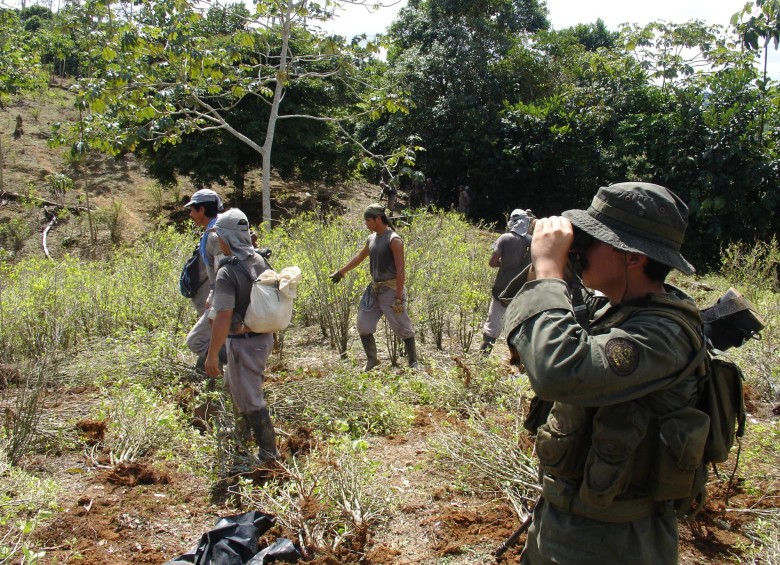 Las estrategias contra el microtráfico de narcóticos y el consumo en Antioquia se complementan con la erradicación de cultivos de coca y marihuana. Fueron unas 250 hectáreas en 2014. FOTO archivo