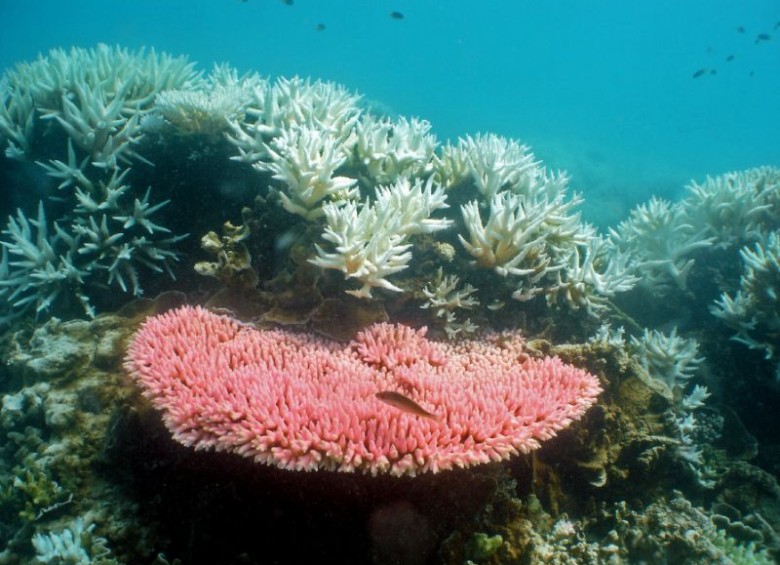 Maldivas contiene aproximadamente el 3 % de los arrecifes de corales del mundo y es uno de los países más vulnerables al cambio climático. FOTO AFP