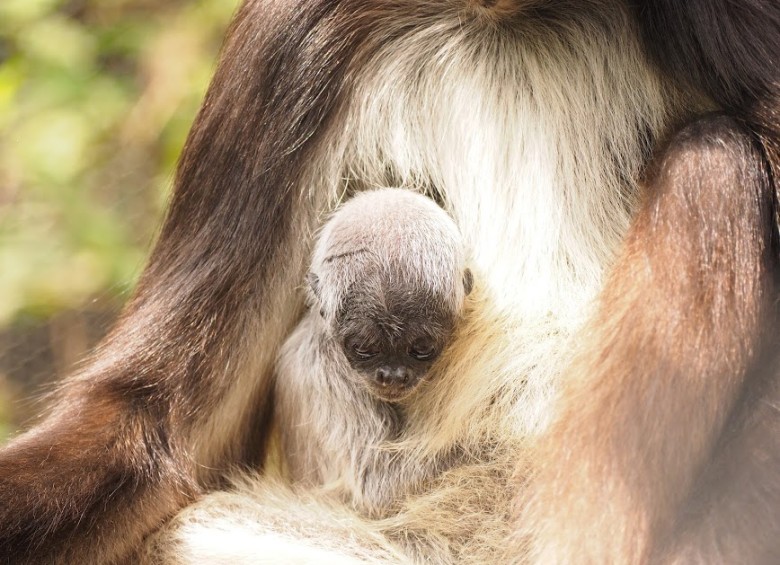 En el zoológico de Medellín nació cría de mono en peligro de extinción
