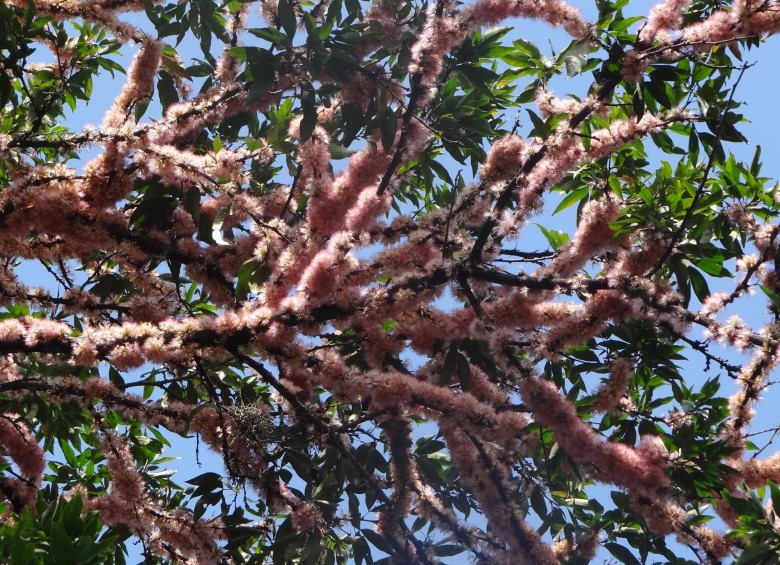 Flores del suribio (Zygia longifolia)