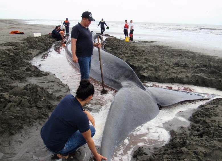 La lucha por salvar a una ballena que quedó encallada en Tumaco