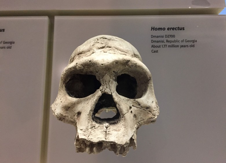 Homo erectus es un homínido extinto, que vivió entre 1.8 millones de años y 300.000 años antes del presente y se cree que es un ancestro de los humanos modernos. FOTO: Pixabay