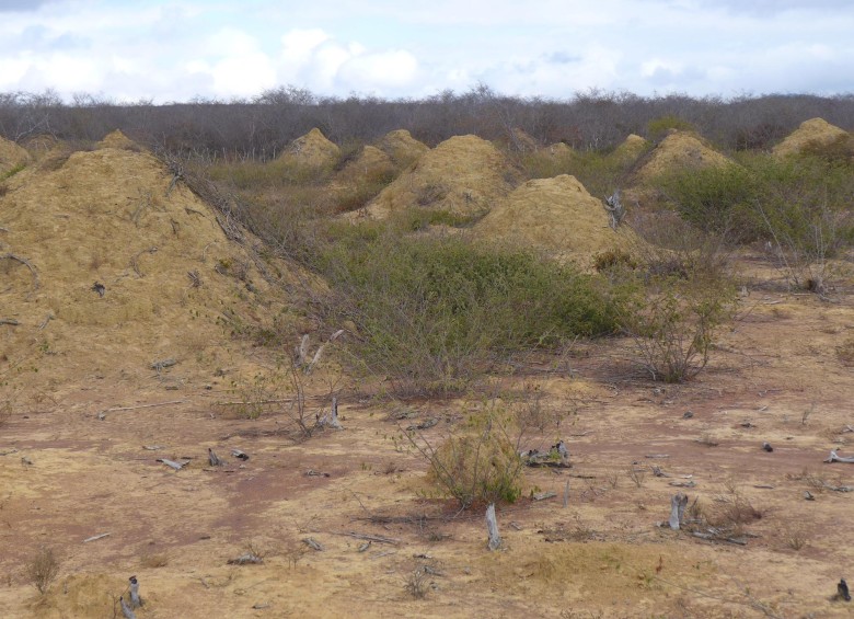 Los montículos generados por las termitas al nordeste de Brasil. Foto Martin et al/Current Biology