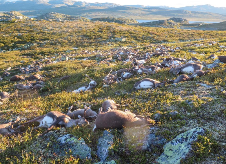 El área de Hardangervidda, en Noruega, es reconocida por la cría de renos salvajes. FOTO Reuters 