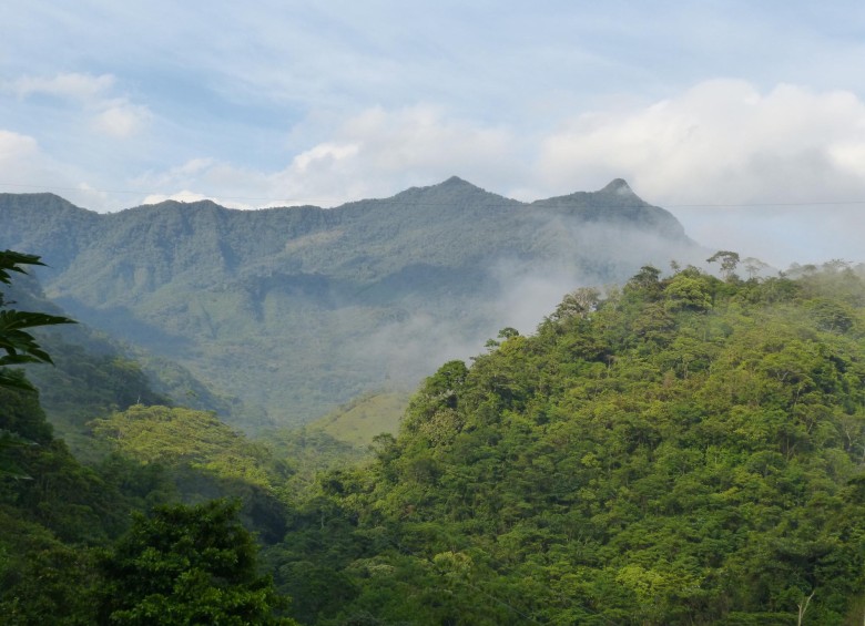 Cañón del río Melcocho, un sitio lleno de vida. Nótese la cobertura boscosa compacta que favorece la diversidad de especies. Junto al cañón de Santo Domingo comprende 26.533 has. FOTO CORNARE