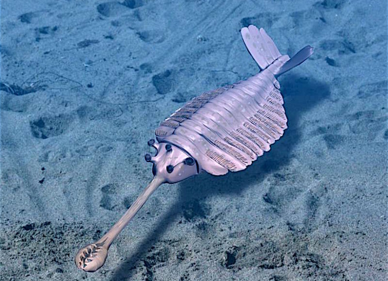 Opabinia, uno de los animales marinos de hace 500 millones de años. FOTO NOBU TAMURA