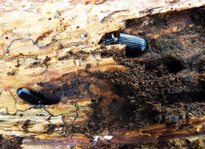 El nuevo escarabajo amazónico V. paya. Foto PNN