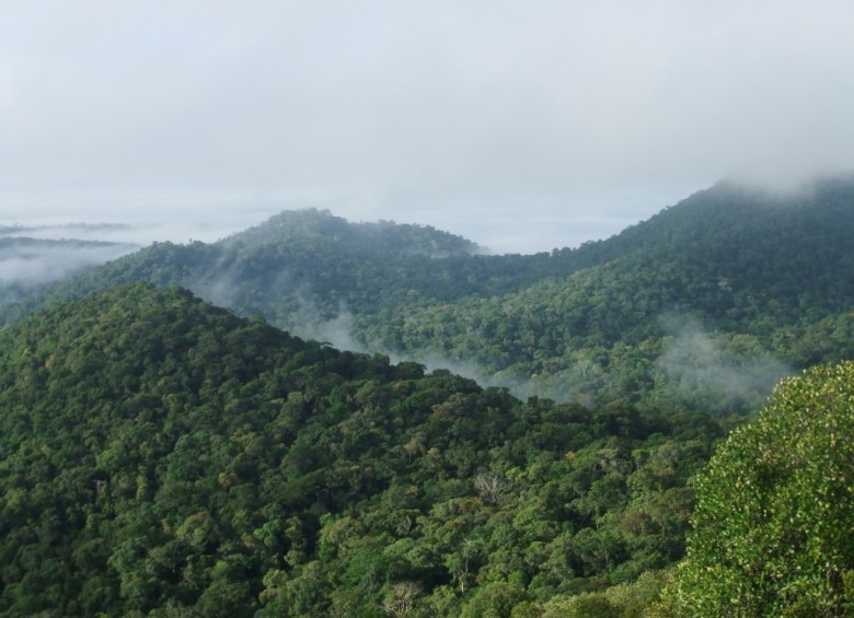 No todas las especies de árboles grandes tienen distribución uniforme en la Amazonia y no todas son las dominantes en todo lugar. Fotografía del dosel amazónico. FOTO Roel Brienen