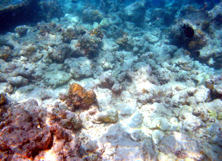 Coral en las Maldivas con severo blanqueamiento que lo aniquiló casi todo. FOTO Bruno de Giusti