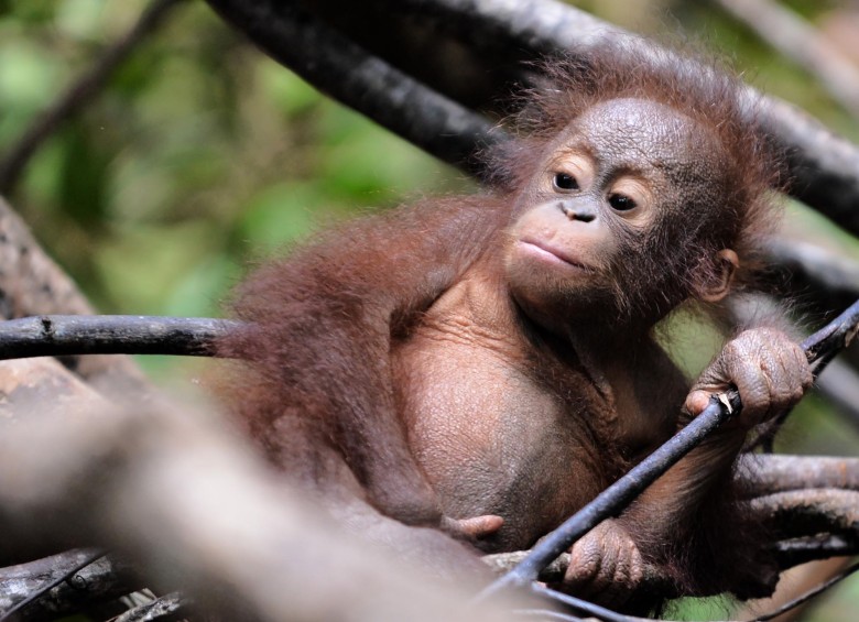 La isla que perdió 148.000 orangutanes en 16 años