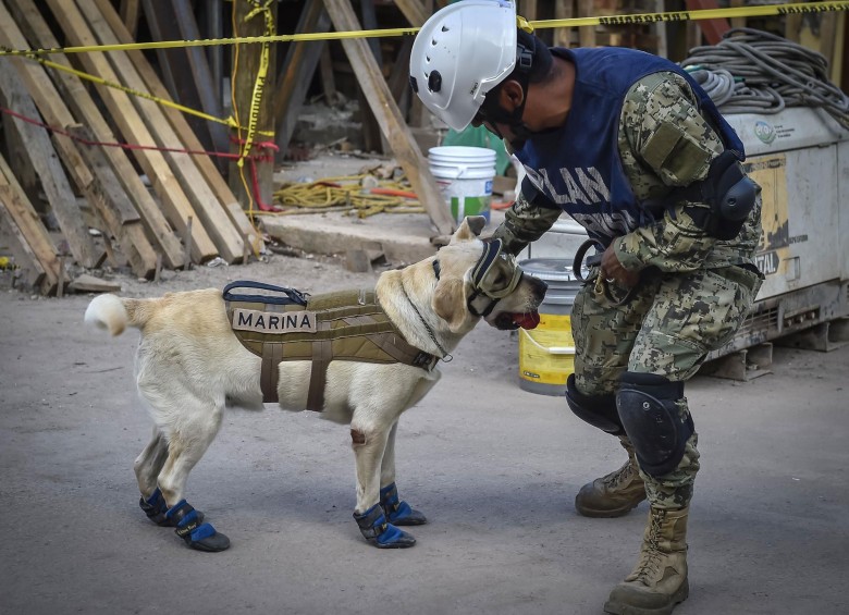 Frida, la perra rescatista héroe del terremoto en México