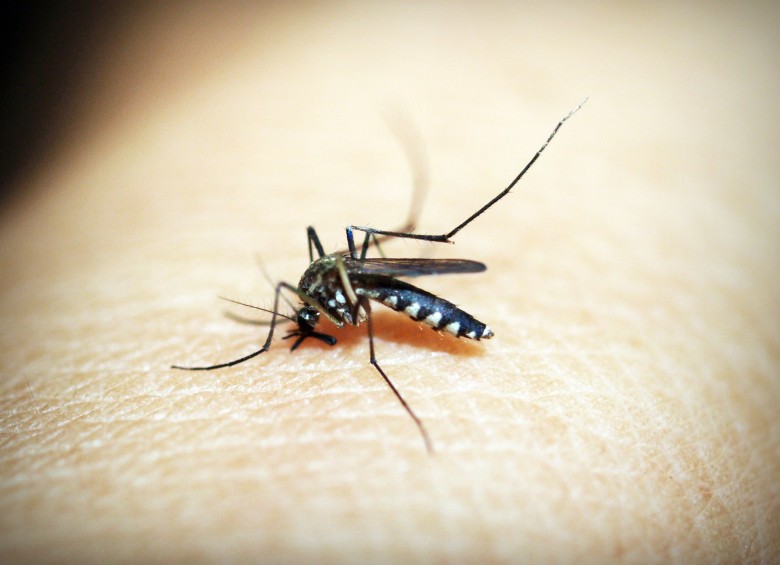 Un consorcio mundial ha analizado medio millón de moléculas en la búsqueda de compuestos capaces de bloquear la infección hepática del parásito de la malaria. FOTO Pixabay