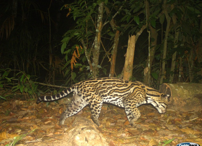 Conexión jaguar: tras los pasos del último gran felino